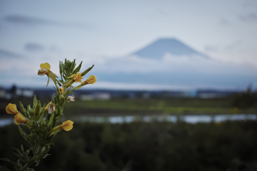 YUGA KURITA Mount Fuji SIGMA DP2 Quattro _P2Q0047 富士には月見草がよく似合う