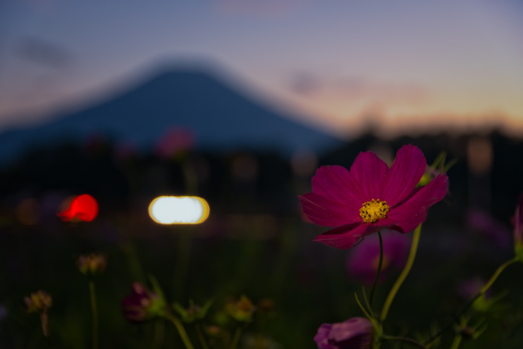 Yuga Kurita Mount Fuji Cosmos Hananomiyako_9E48894