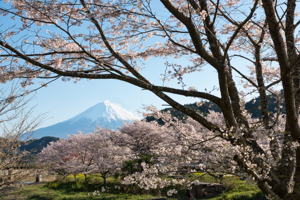 Yuga Kurita Mount Fuji Sakura Cherry Blossoms_KE37258