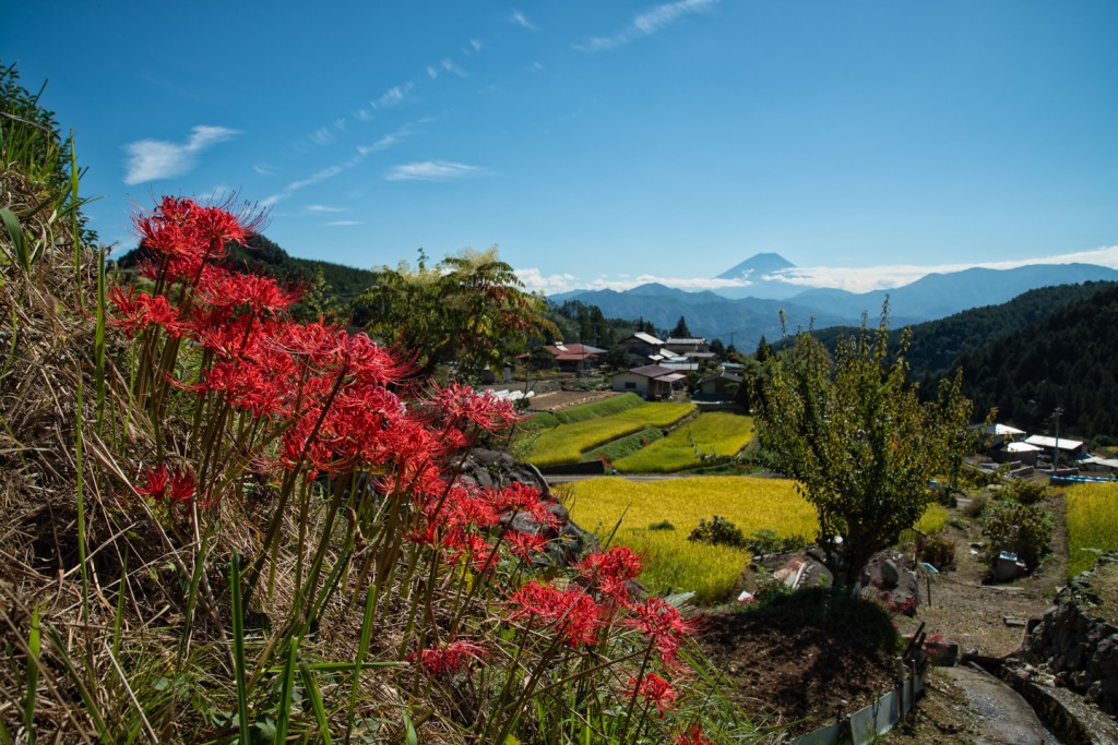 Yuga Kurita Mount Fuji Terraced Rice Fields Lycoris radiata_9E49437